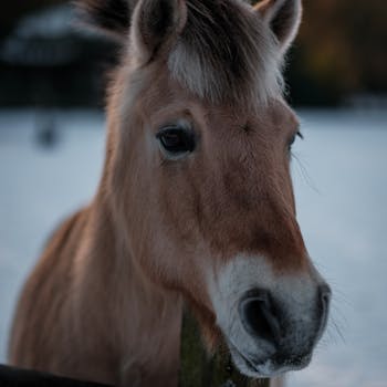 Pferd (Pony)
